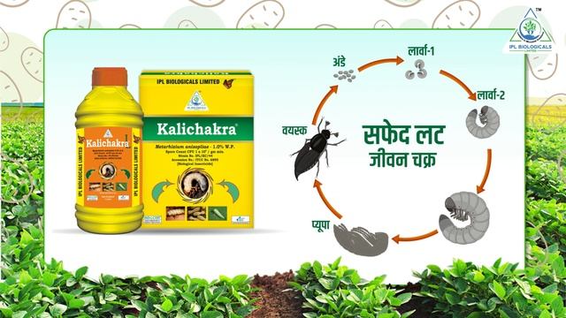 Kalichakra | Best Biopesticide in Agriculture for Sustainable Farming | IPL Biologicals | Hindi