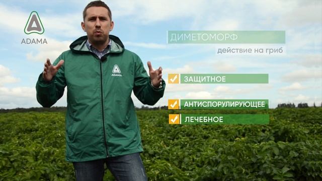 Узнайте о новинке сезона 2020 для защиты картофеля от фитофтороза