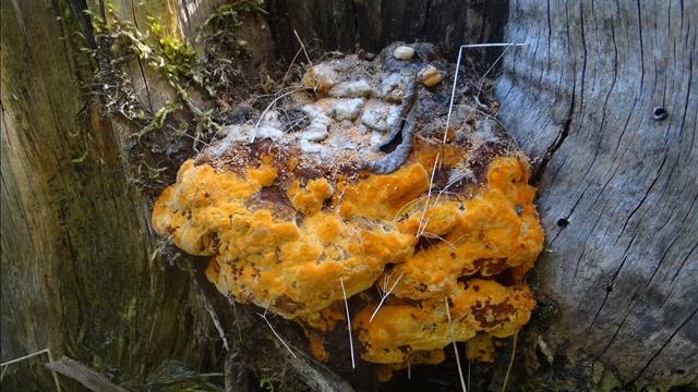 Gloeophyllum odoratum смотреть онлайн