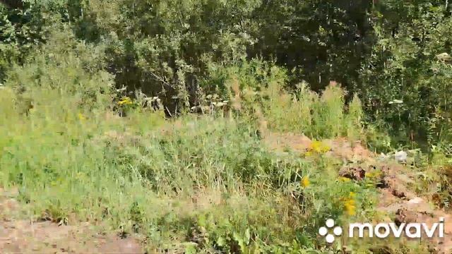 в Лес за грибами,подготовка к ремонту. смотреть онлайн