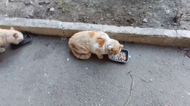 Фиолетовый день🟪🟣🟪‼️Днепр 🇺🇦сегодня‼️ смотреть онлайн