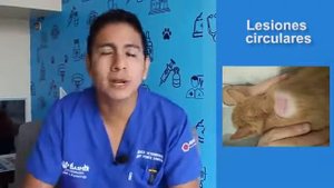 MICROSPORUM CANIS EN GATOS Y SUS SÍNTOMAS - BASMER VETERINARIA