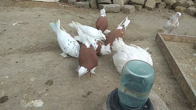Кабутар. ишкибозлар УЧУН махсус Ахмаджон ни кабутарлари голуби, kabootar bazi, pigeon, pigeons