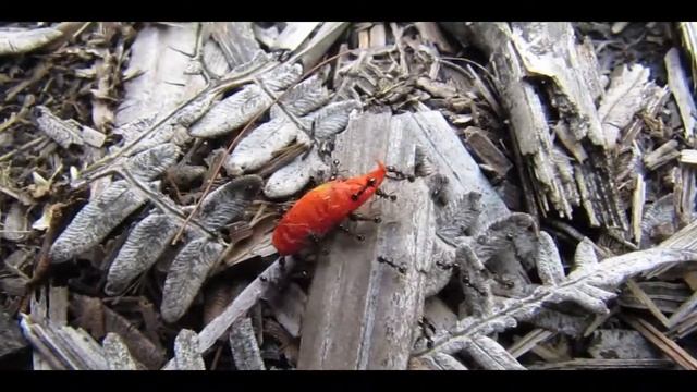 Ants plant tomorrow´s rainforest - Hormigas plantan el bosque del mañana смотреть онлайн