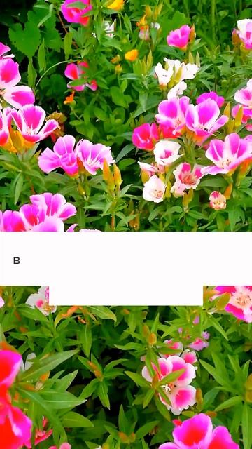 Очень долго цветут!!!#цветы #дача смотреть онлайн