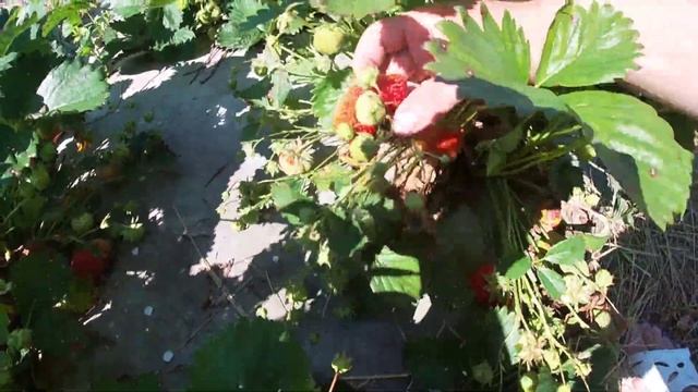 Сорт полуниці Веселка/Мій досвід вирощування полуниці на Поліссі смотреть онлайн