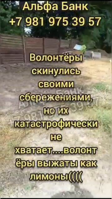 🆘Собак некуда вывозить из отлова! Помогите построить вольеры, чтобы спасти их! #спасисобаку