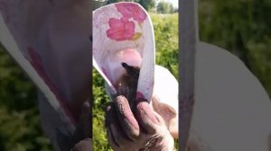 Спасение птенца чайки