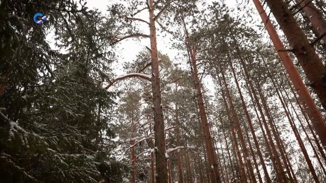 ЛОСОСИНСКАЯ ПАРАЛЛЕЛЬ | «Тайны карельского леса» смотреть онлайн