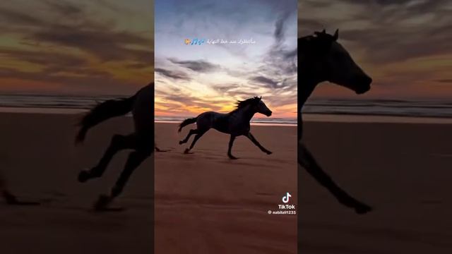 Стремительный бег Лошади - быстрее ветра👍 смотреть онлайн