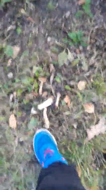 Гриб на пне смотреть онлайн