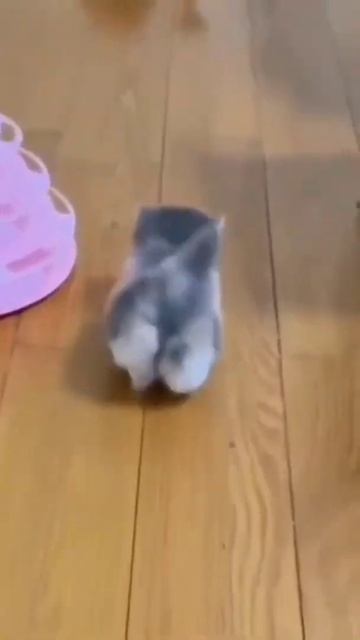 Милые маленькие котики #short #коты, #мойкот, #котенок, #коты, #котейка, #котёнок, #котики#shorts