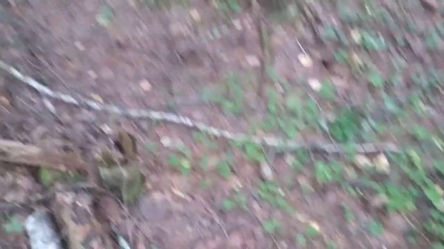 ахота за грибами 2 часть смотреть онлайн