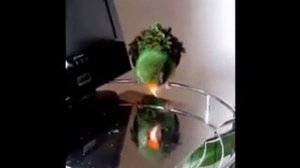 Конголезский попугай Миччи