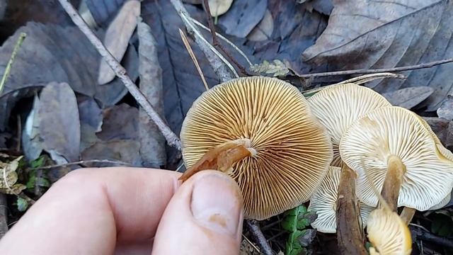 Галерину як відрізнити від Фламмуліни, Galerina marginata vs Flammulina velutipes смотреть онлайн