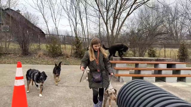 Catahoula Leopard Dog Killed Its Owner | What went wrong?