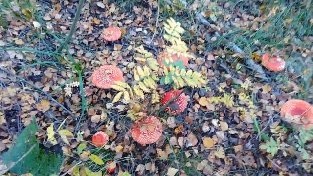 Мухоморное царство в осеннем лесу. смотреть онлайн