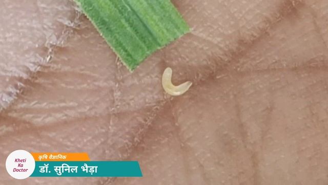 लहसुन में मैगट रोकथाम - यह कीट आपके लहसुन की जड़ खत्म कर देगा। Garlic Maggot (Delia antiqua) Contro смотреть онлайн