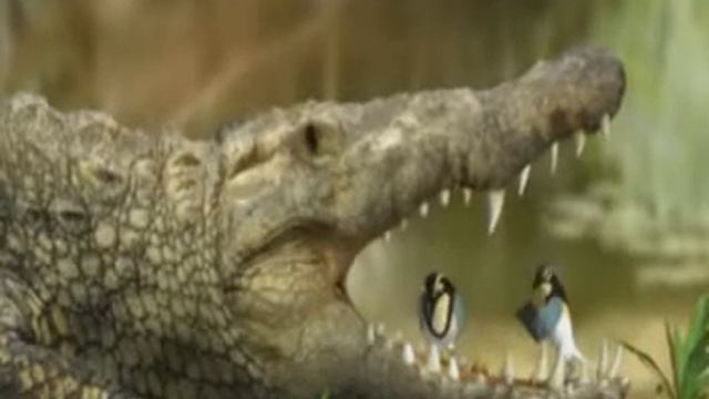 Birds & Crocs смотреть онлайн
