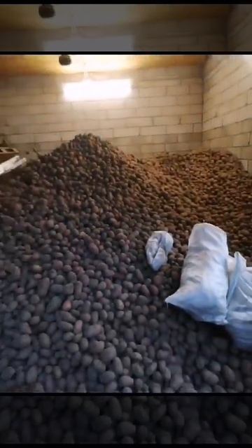 Картофель урожай 2023