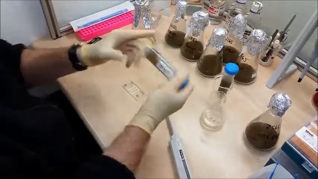 Aspergillus flavus culture for presenting of AB20 - mycotoxins binder