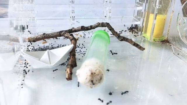 Муравьи жнецы смотреть онлайн