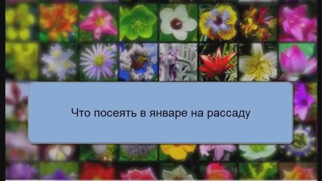 Что посеять в январе на рассаду смотреть онлайн