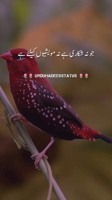 kutta palna || #shortfeed #shorts #urduhadithstatus смотреть онлайн