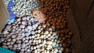 Картошка. Урожай . Лимонка. Аленький цветочек. Гала. 1ЧАСТЬ. 30 июля 2024 г.