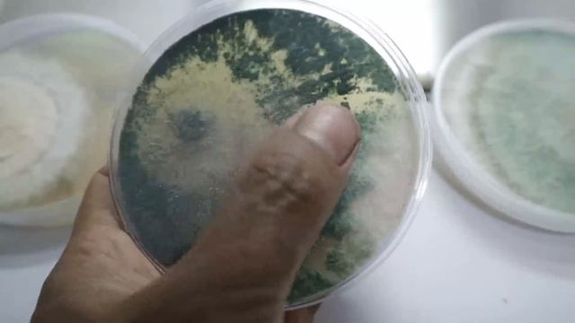 Atasi Penyakit Bercak Daun Pada Jahe Dengan Trichoderma | Uji In Vitro Lab Mini Lombok Organik смотреть онлайн