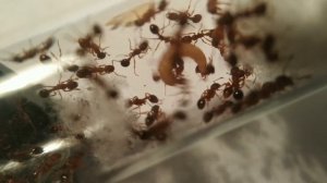 Myrmica sp./rubra
