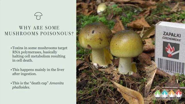 The Healing Properties of Medicinal Mushrooms смотреть онлайн