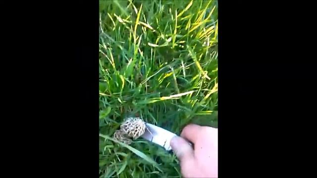 Morels смотреть онлайн