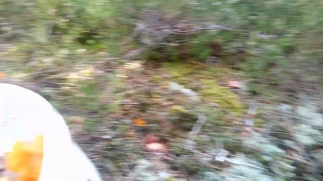 Когда носом уткнулся, только тогда заметил смотреть онлайн