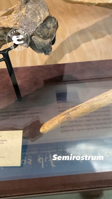 Celebrate National Dolphin Day With Fossils!