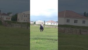 Жеребец Карачаевской породы Габар