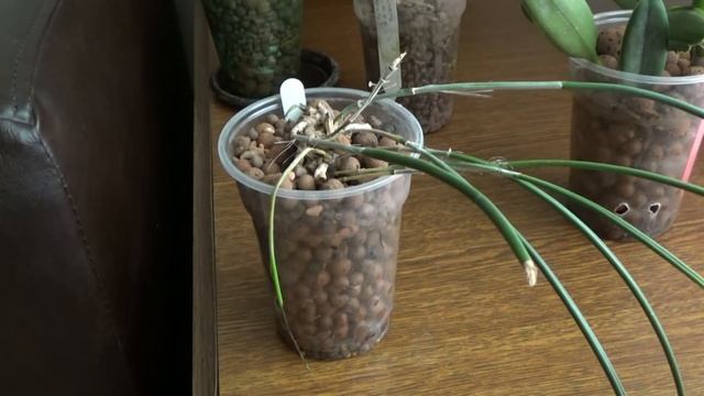 Calcium deficiency on orchids: symptoms, causes, treatment | Semi hydroponics
