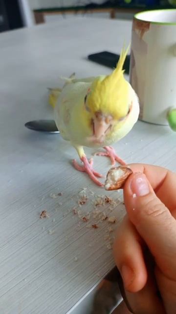 жадно кушает, как настоящая леди 😂🥰 #corella #корелла #попугай