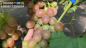 🍇 ВЕСЕЛКА  РАННІЙ ВИНОГРАД