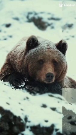 13 декабря в России ДЕНЬ МЕДВЕДЯ 🐻🐻🐻#медведь #природа #дикиезвери #shorts