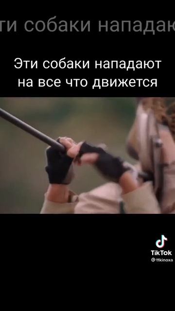 Эти собаки нападают на все что движется