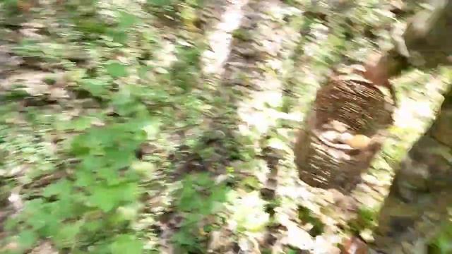 Дед собирает грибы смотреть онлайн