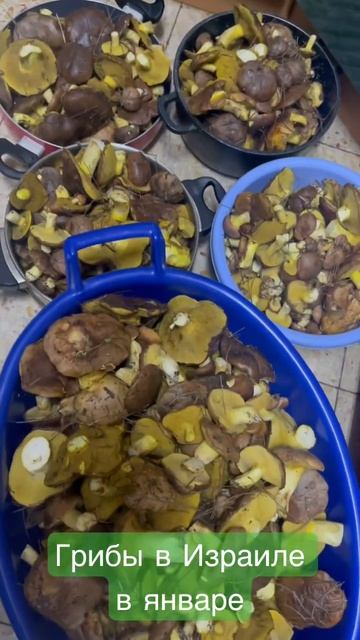 Второй день чистки и варки грибов. Всем хороших выходных. смотреть онлайн