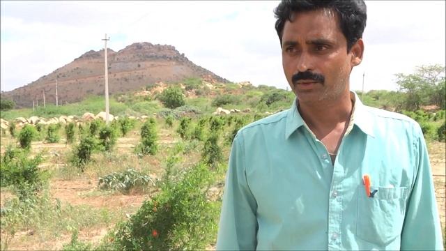 Application of Trichoderma reduced wilting and root rot in Pomegranate смотреть онлайн