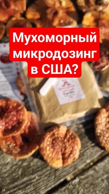 Мухоморный микродозинг в США? #микродозинг #мухомор #сша #мухомор #микродозингмухомора #ежовик смотреть онлайн