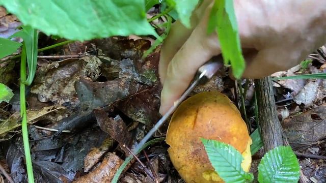 В лес по грибы! Мужик в лесу. Нашла нож. Медвед в малиннике. Картошка с грибами. 12 августа 2023 г. смотреть онлайн