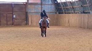 Аквилон и Светлана, манежная езда 1.2, проведение соревнований. #horse #equestrian #лошади #pony