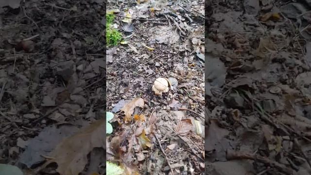 Їстівний мухомор у Трускавці! Грибалка 2 липня 2023