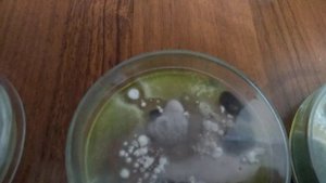 Пециломецин РМ116 проверка, 5 суток от посева.