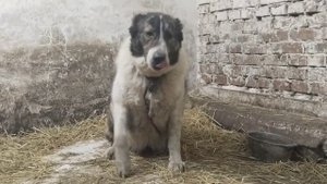 #кавказскийволкодав#volkodav#Ждём пополнения 06.03.24г